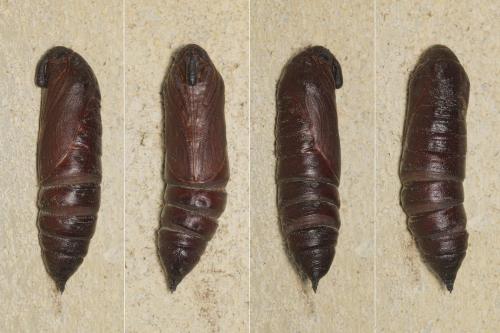 Réf. 258 439 : Sphinx ligustri